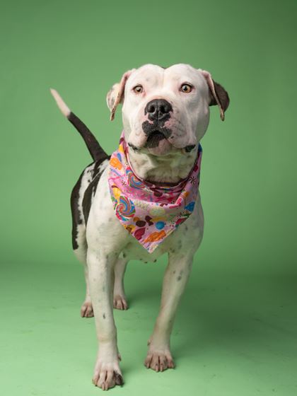 Picture of Barley the Dog