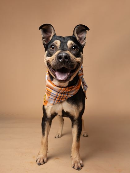 Picture of Bonez the Dog Standing 