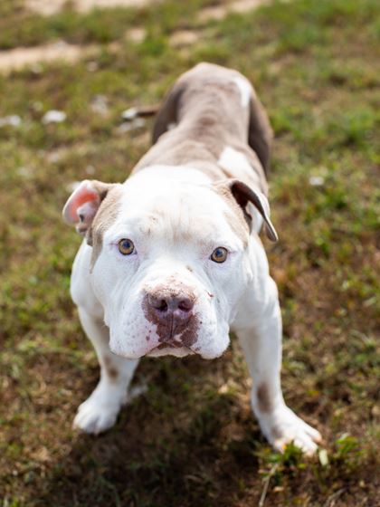 Picture of Kuzco the dog 