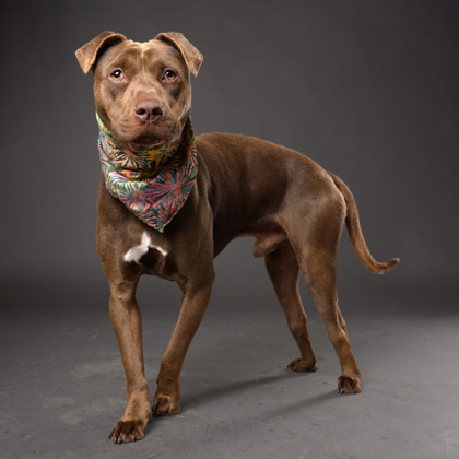 Picture of Chico the dog standing in a picture