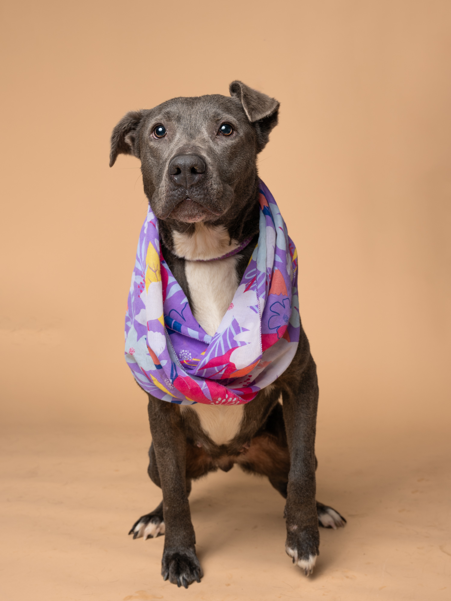 Frangilla the dog sitting down with a colorful scarf