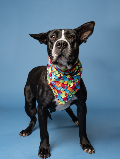 Picture of Heffalump the dog standing with a colorful scarf on