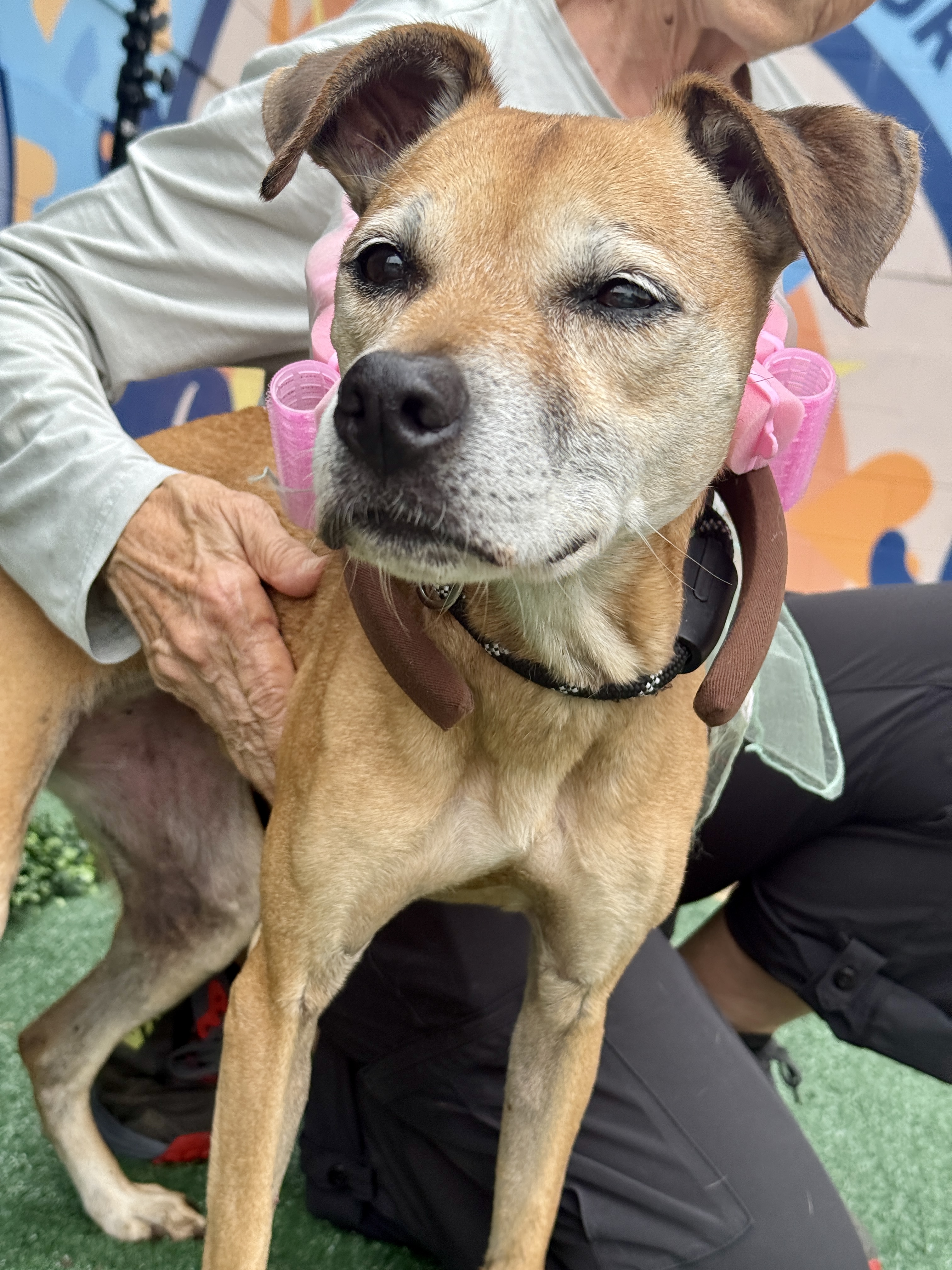 Picture of Supernova